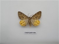 藏品(尺蛾124)的圖片